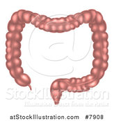 Vector Illustration of the Human Digestive Tract Large Intestine by AtStockIllustration