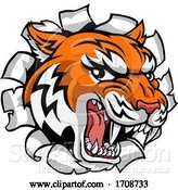 Vector Illustration of Tiger Mascot Head Breaking Through a Wall by AtStockIllustration
