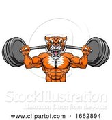 Vector Illustration of Tiger Mascot Weight Lifting Barbell Body Builder by AtStockIllustration