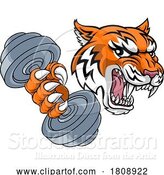 Vector Illustration of Tiger Weight Lifting Dumbbell Gym Animal Mascot by AtStockIllustration