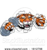 Vector Illustration of Tiger Weight Lifting Dumbbell Gym Animal Mascot by AtStockIllustration