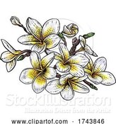 Vector Illustration of Tropical Plumeria Frangipani Bali Flower Woodcut by AtStockIllustration