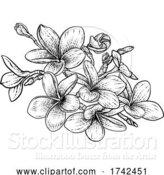 Vector Illustration of Tropical Plumeria Frangipani Bali Flower Woodcut by AtStockIllustration