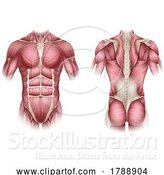 Vector Illustration of Trunk Human Muscles Anatomy Medical Illustration by AtStockIllustration