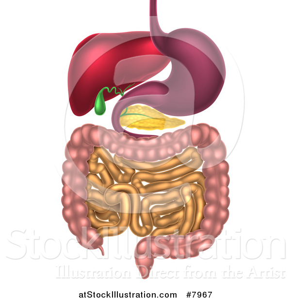 Vector Illustration of a 3d Diagram of the Human Digestive System, Digestive Tract, Alimentary Canal