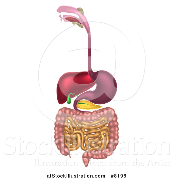 Vector Illustration of a 3d Diagram of the Human Digestive System, Digestive Tract, Alimentary Canal