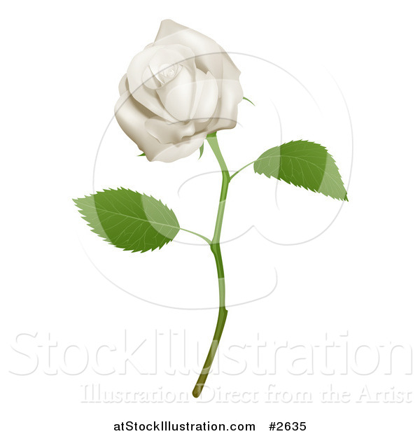 Vector Illustration of a 3d Goregous White Long Stemmed Rose