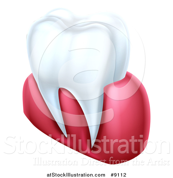Vector Illustration of a 3d Human Tooth and Gums