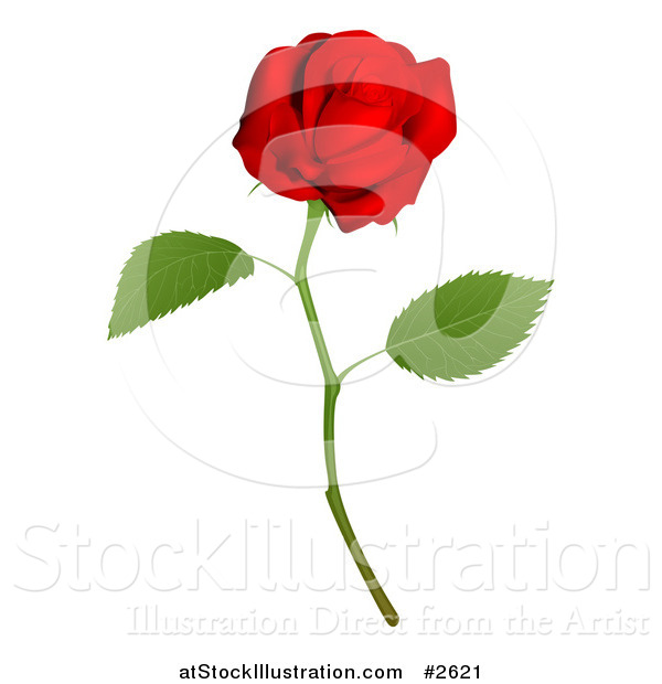 Vector Illustration of a 3d Red Long Stemmed Rose by