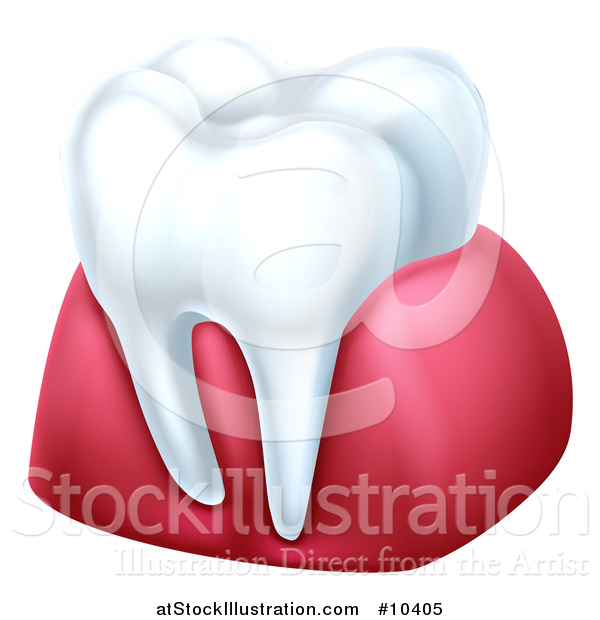 Vector Illustration of a 3d Tooth and Gums