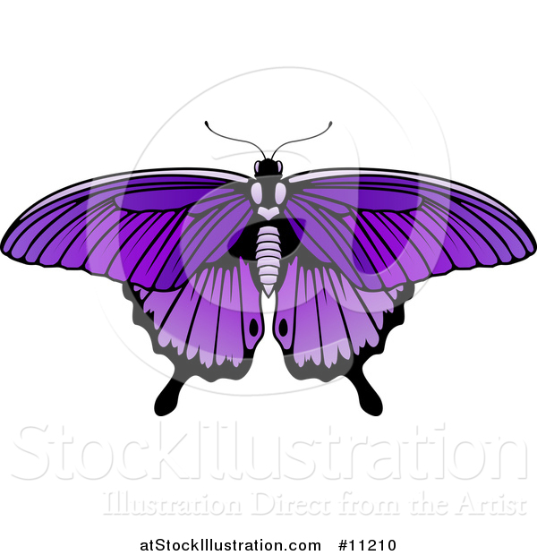 Vector Illustration of a Beautiful Purple Butterfly or Moth