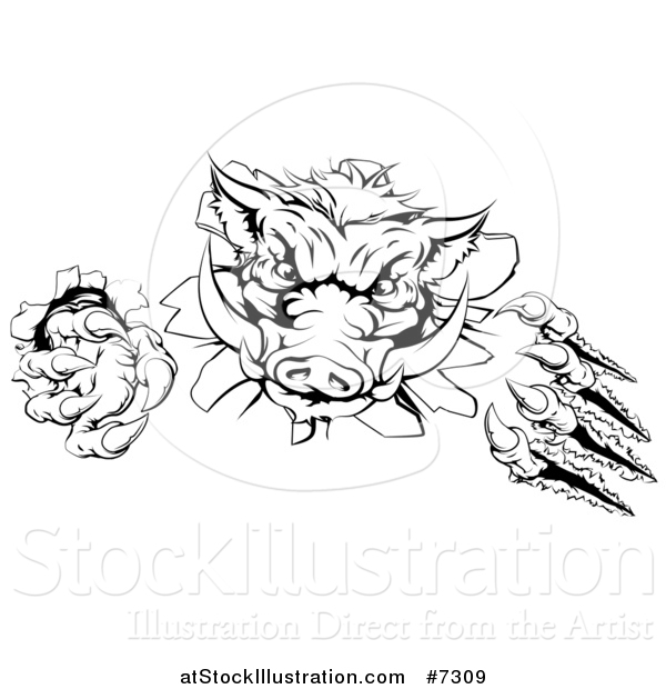 Vector Illustration of a Black and White Aggressive Clawed Boar Mascot Slashing Through a Wall