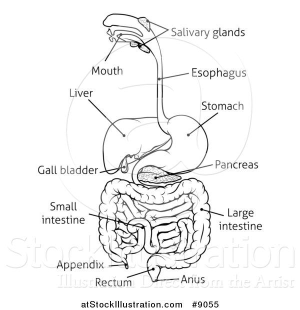 Vector Illustration of a Black and White Digestive Tract Diagram, Labeled with Text