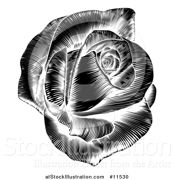 Vector Illustration of a Black and White Engraved Rose