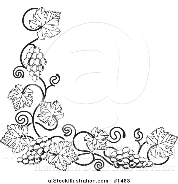 Vector Illustration of a Black and White Grape Vine with Bunches of Grapes and Leaves Curling Along a Bottom Left Corner Edge