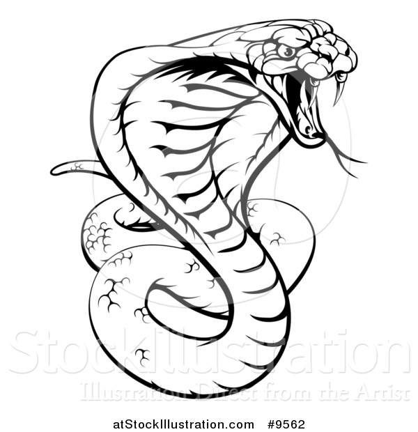 Vector Illustration of a Black and White Lineart Angry King Cobra Snake Ready to Strike