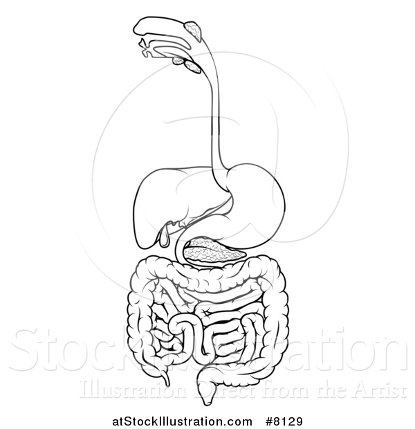 Vector Illustration of a Black and White Medical Diagram of the Human Digestive System, Tract or Alimentary Canal