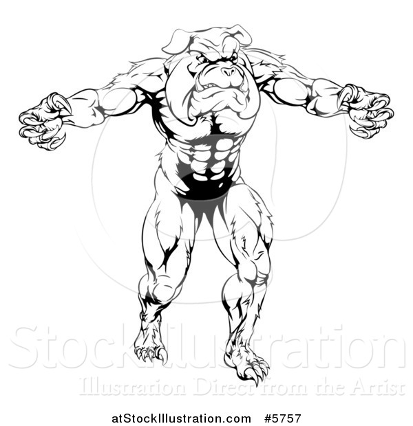 Vector Illustration of a Black and White Muscular Bulldog Man Mascot Attacking