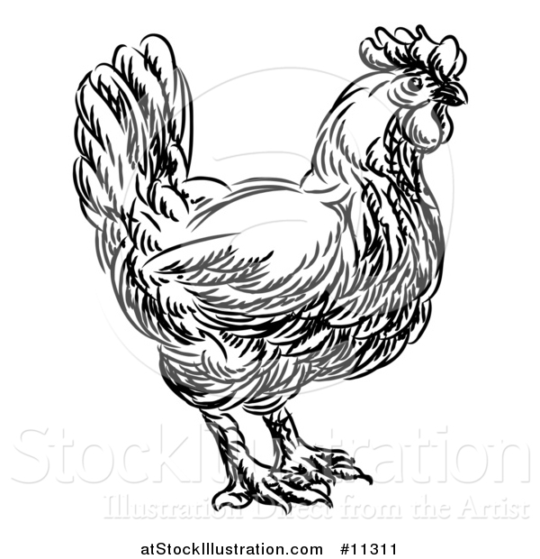 Vector Illustration of a Black and White Sketched Chicken in Profile