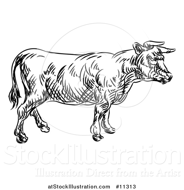 Vector Illustration of a Black and White Sketched Cow in Profile