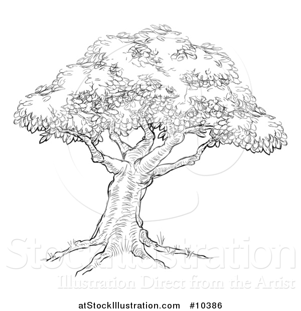 Vector Illustration of a Black and White Sketched Tree