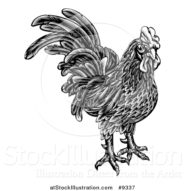 Vector Illustration of a Black and White Woodcut Styled Rooster