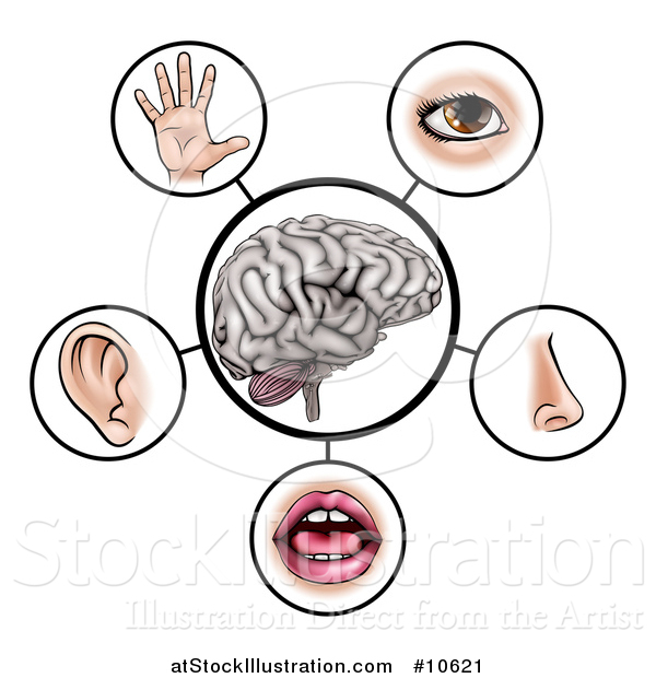 Vector Illustration of a Brain with the Five Senses Around It