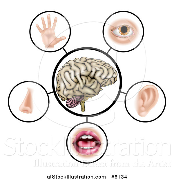 Vector Illustration of a Brain with the Five Senses Around It