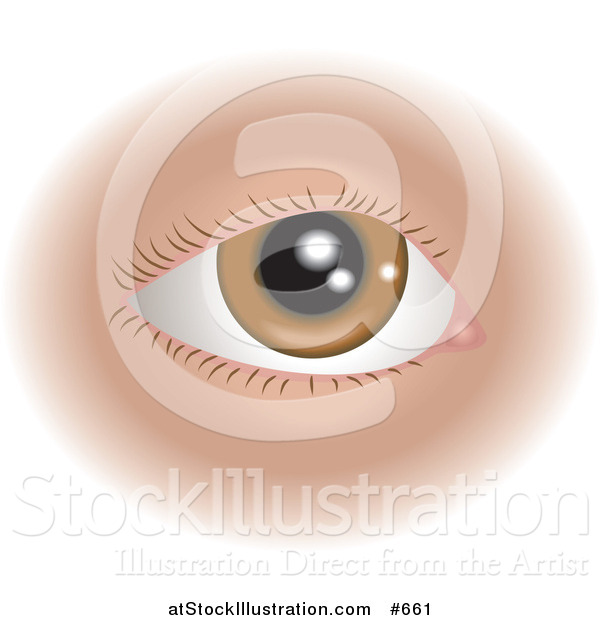 Vector Illustration of a Brown Human Eye and Lashes