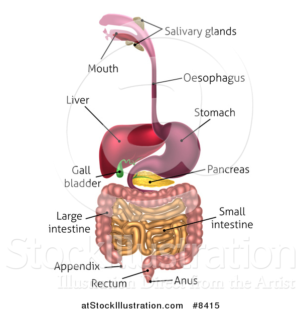 Vector Illustration of a Digestive Tract Diagram, Labeled with Text by ...