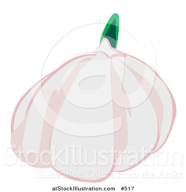 Vector Illustration of a Garlic Bulb