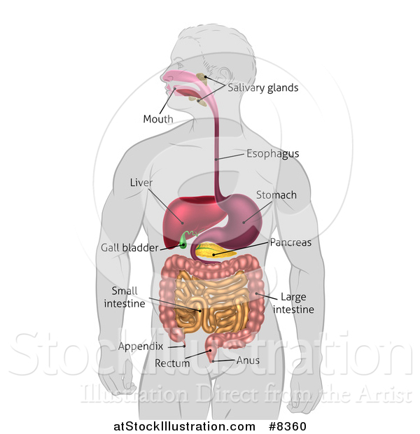 Vector Illustration of a Gray Silhouetted Man with Visible Digestive Tract Diagram, Labeled with Text