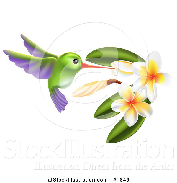 Vector Illustration of a Green and Purple Hummingbird with Plumeria Flowers