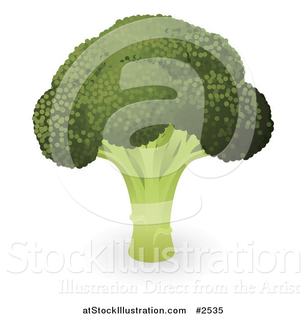 Vector Illustration of a Head of Organic Broccoli