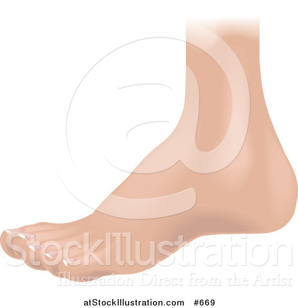 Vector Illustration of a Human Foot