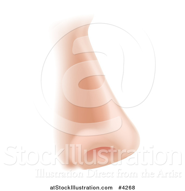 Vector Illustration of a Human Nose in Profile