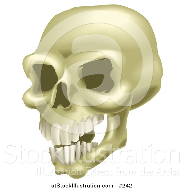 Vector Illustration of a Human Skull with Teeth