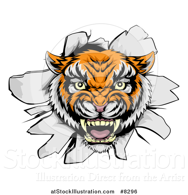Vector Illustration of a Mad Tiger Mascot Head Breaking Through a Wall