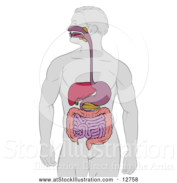 Vector Illustration of a Man with Visible Digestive Tract