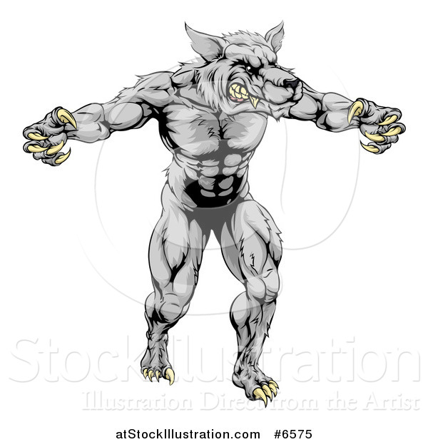 Vector Illustration of a Muscular Aggressive Gray Wolf Man Attacking with Claws out