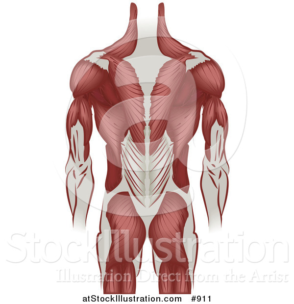 Vector Illustration of a Muscular Grown Man's Back Including the Back of the Arms and Legs