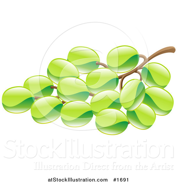 Vector Illustration of a Shiny Organic Bunch of Green Grapes