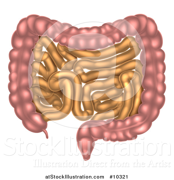 Vector Illustration of a Small and Large Intestines of the Digestive System