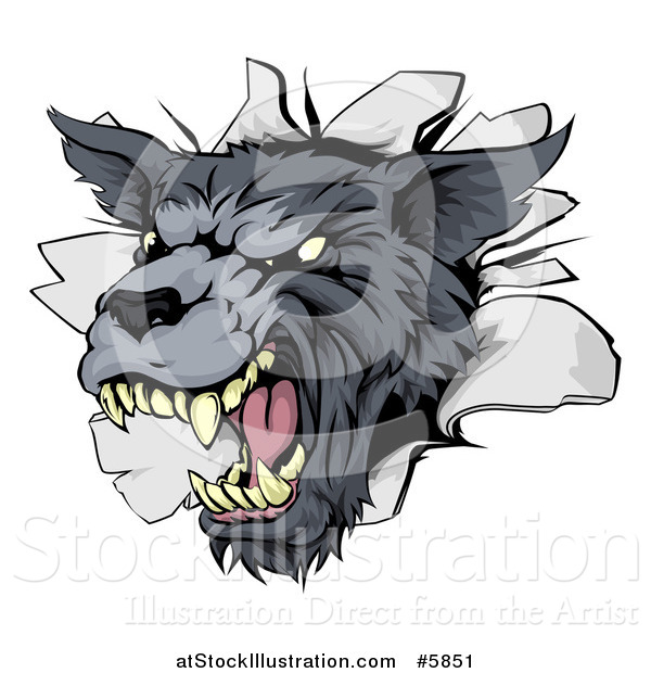 Vector Illustration of a Snarling Gray Wolf Mascot Head Breaking Through a Wall