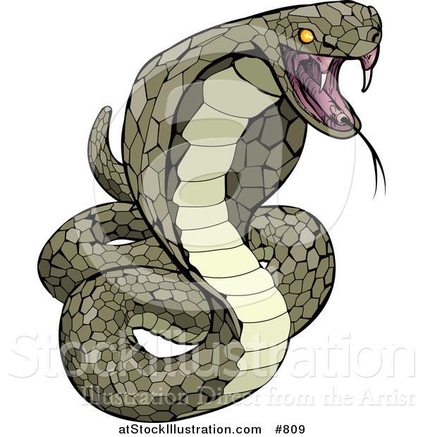 Vector Illustration of a Vemomous and Defensive Green Cobra Snake Preparing to Attack