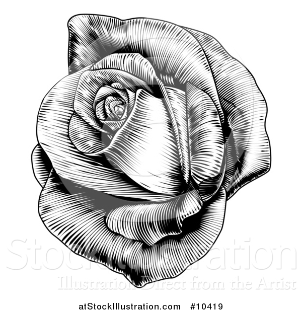 Vector Illustration of a Vintage Black and White Engraved or Woodcut Blooming Rose