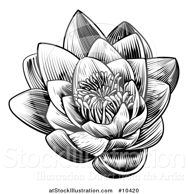 Vector Illustration of a Vintage Black and White Engraved or Woodcut Blooming Waterlily Lotus Flower