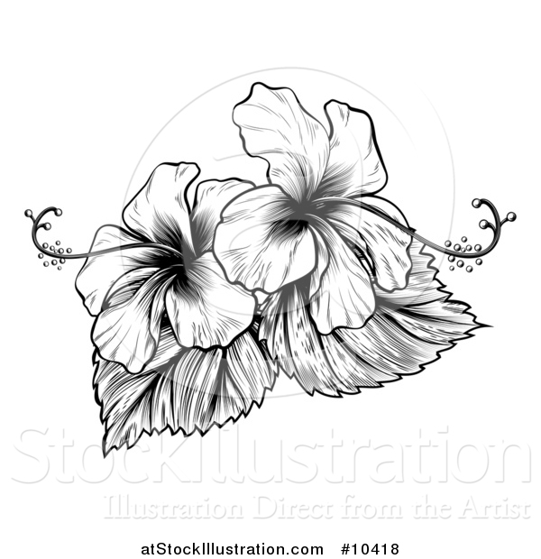 Vector Illustration of a Vintage Black and White Engraved or Woodcut Hibiscus Flower Design