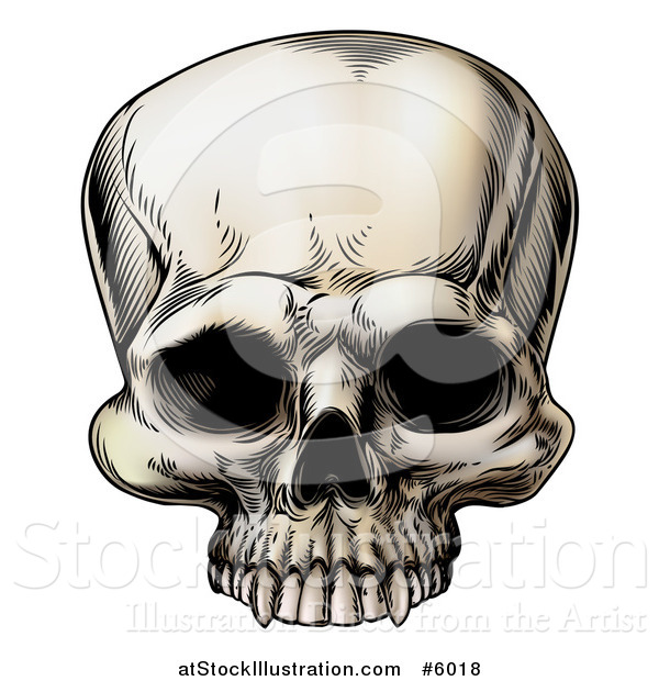 Vector Illustration of a Vintage Human Skull