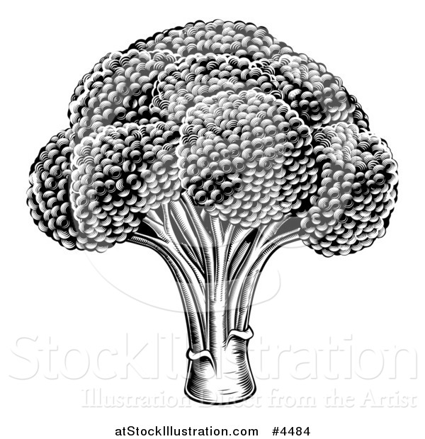 Vector Illustration of a Vintage Woodcut Styled Broccoli in Black and White